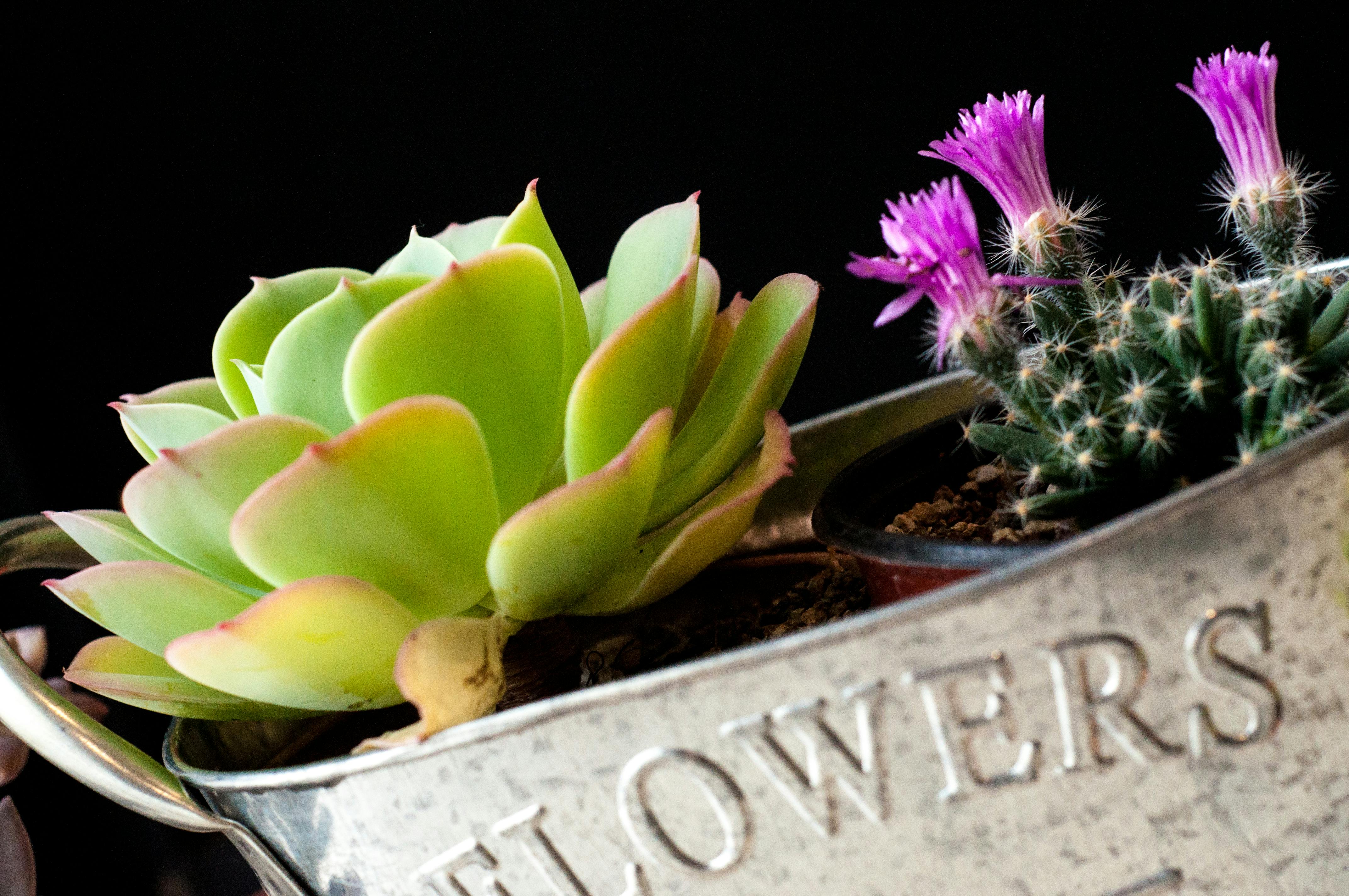 Free stock photo of arrangement, beautiful flowers, cactus plant