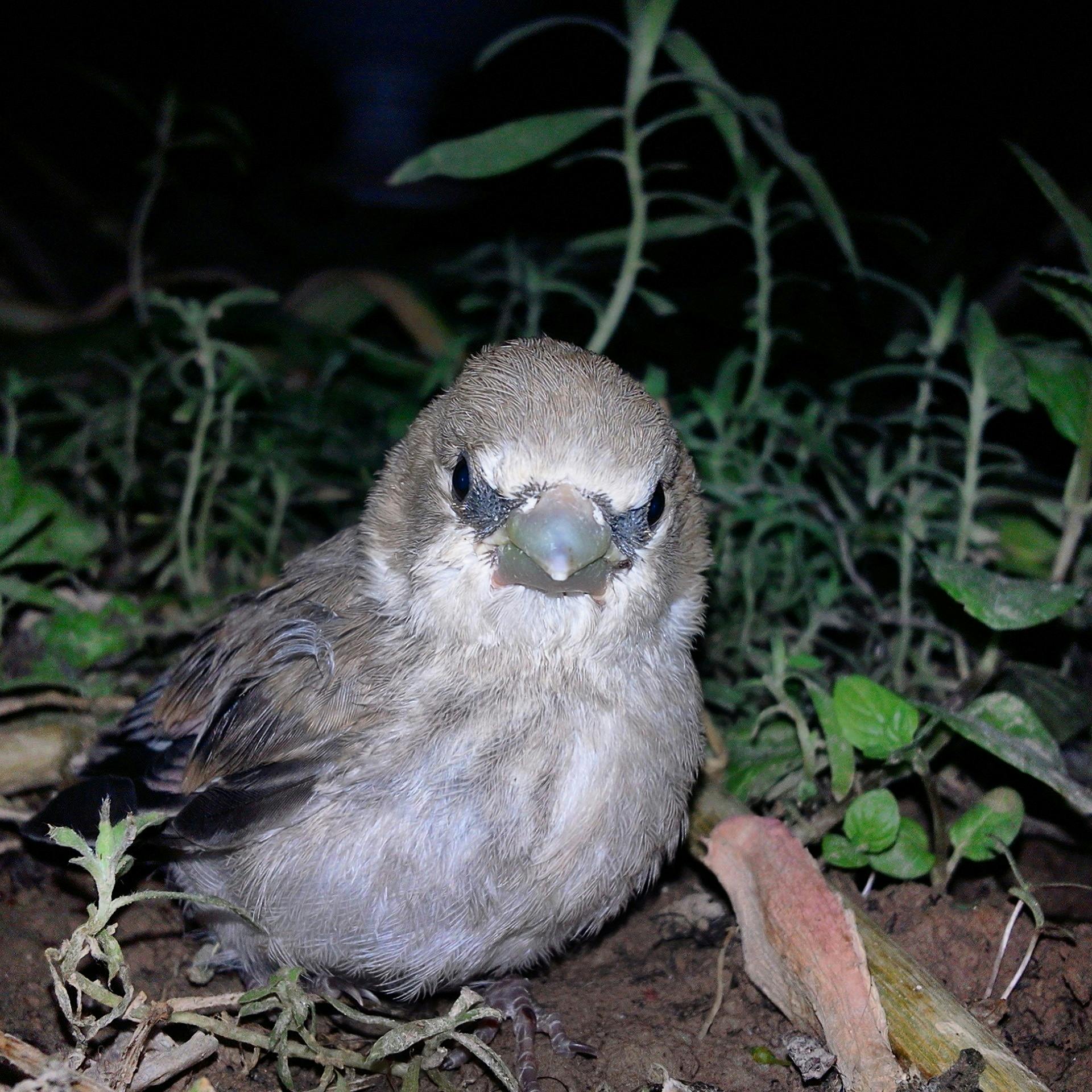 Free stock photo of animal, bird, sparrow