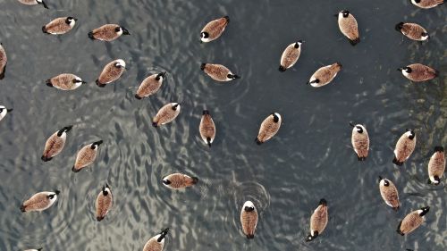Free Aerial photograph of Canada geese floating gracefully on a serene lake in Luton, England. Stock Photo