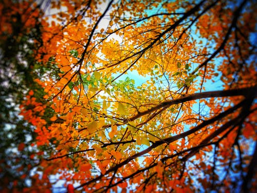 無料 オレンジ色の葉を持つ木のローアングル写真 写真素材