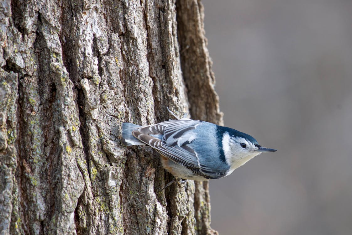 Free Close-Up Shot of a Blue Warbler Perched on a Tree Trunk Stock Photo