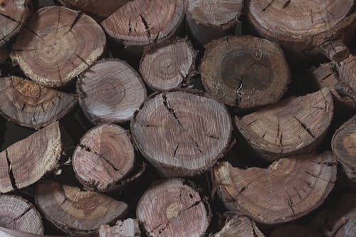 Photo of Stack of Tree Logs