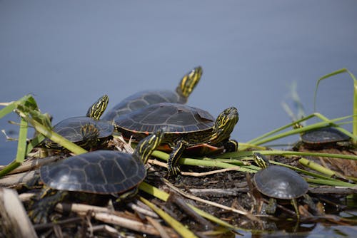 Black Turtles on Ground