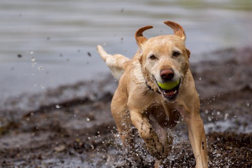 Close-Up Shot of a Dog Running 