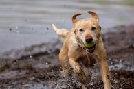 Yellow Labrador Retriever Running on Water