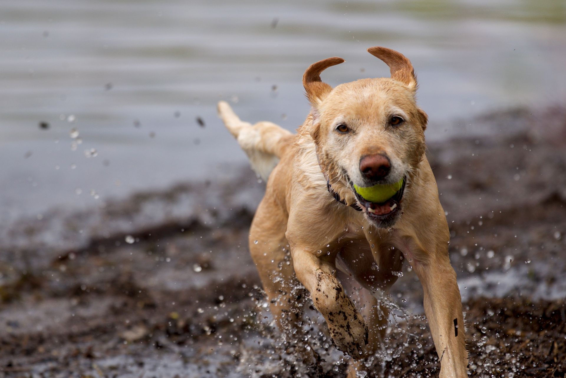 Close-Up Shot of a Dog Running