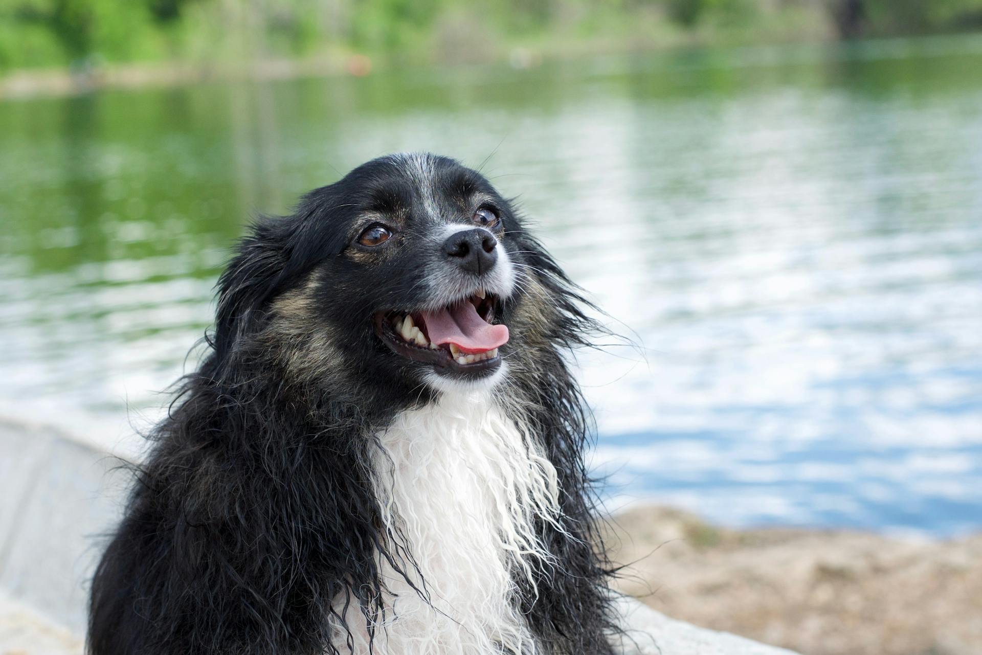 Black and White Border Collie