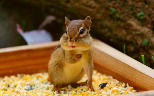 Close Up Photography of a Chipmunk