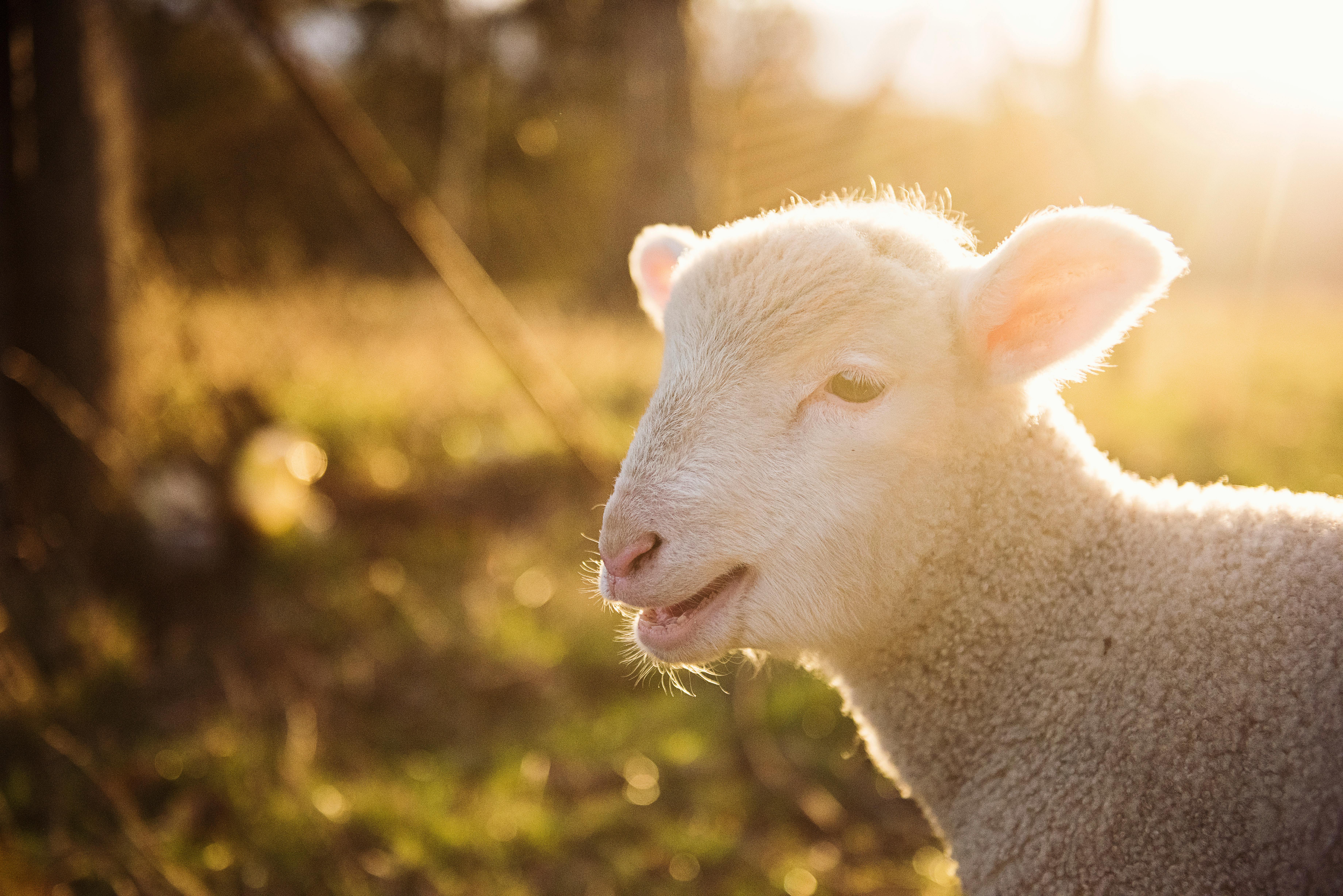 Baby Sheep Close Up Stock Photo - Download Image Now - Lamb - Animal, Lamb  - Meat, Sheep - iStock