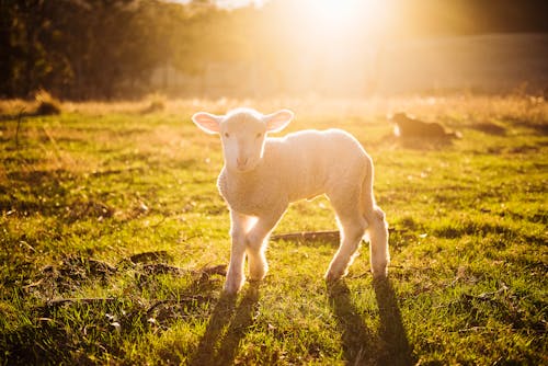 Fotografia Com Foco Raso De Ovelhas Brancas Na Grama Verde