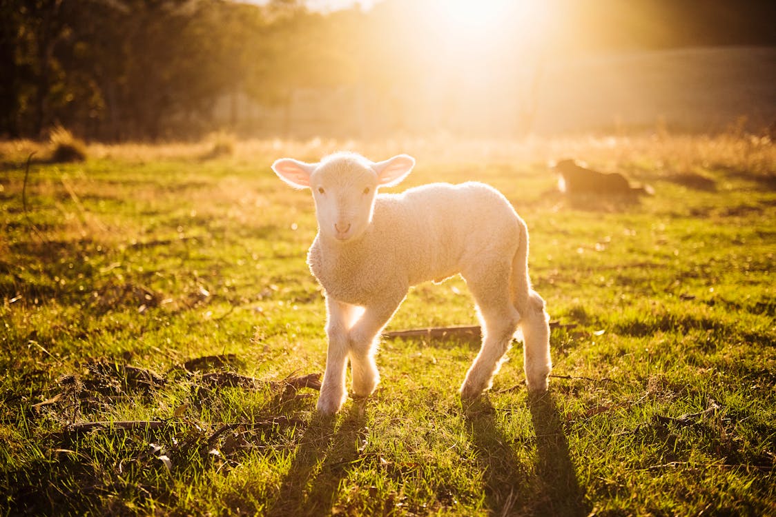 Ücretsiz Beyaz Koyun Yeşil çimenlerin Sığ Odak Fotoğrafı Stok Fotoğraflar