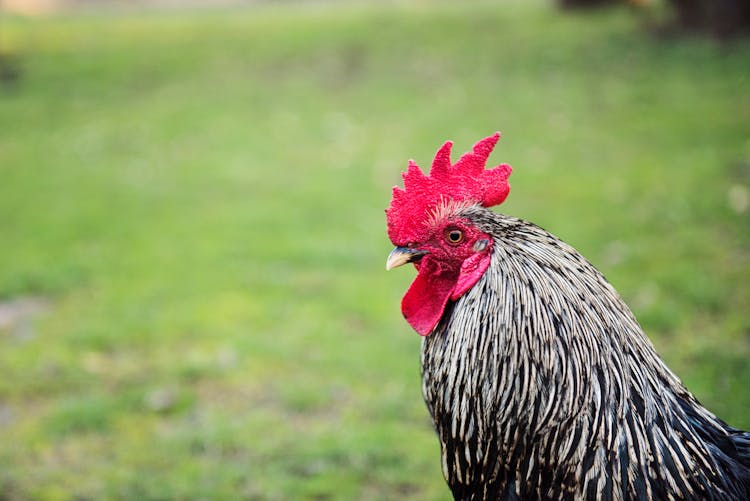 Portrait Of Black And White Rooster