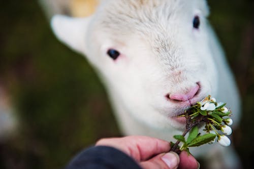 Photo of Person Holding Flower Eating White Animal