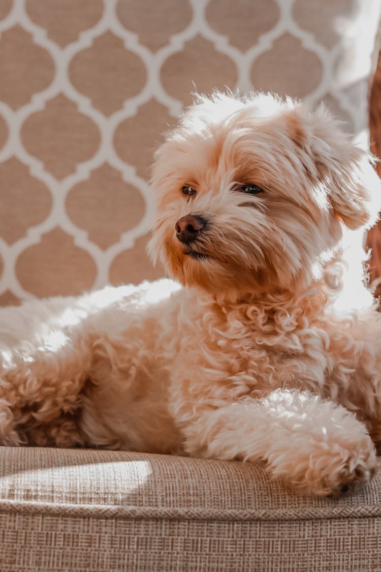 A Maltipoo On A Chair