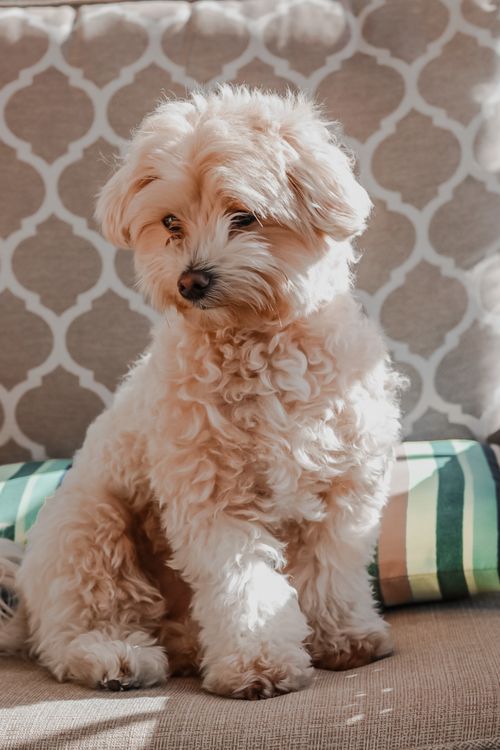 Free A cute fluffy dog sits comfortably indoors, bathed in warm light. Stock Photo
