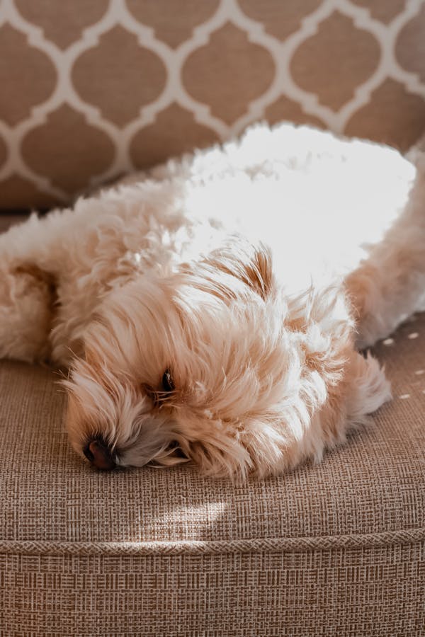 Lazy Dog on the Chair