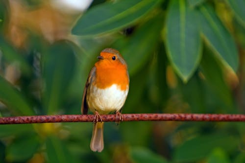 ฟรี คลังภาพถ่ายฟรี ของ robin passaro, การถ่ายภาพสัตว์, นก คลังภาพถ่าย