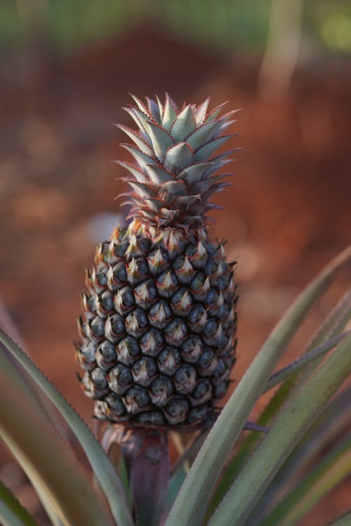 Kostnadsfria Kostnadsfri bild av ananas, botanisk, exotisk Stock foto