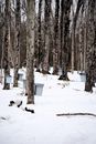 Buckets attached to maples for sap collection in winter forest