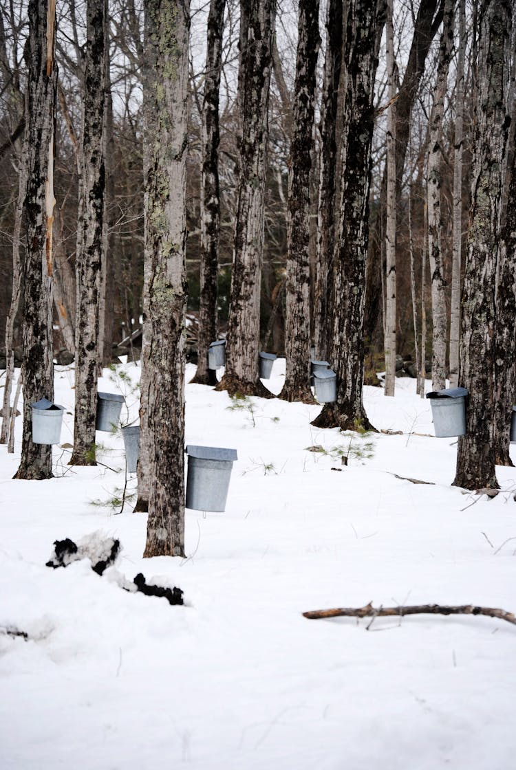 Buckets Attached To Maples For Sap Collection In Winter Forest