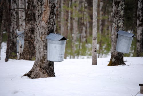 Free Metal buckets attached on maple trees trunks for sap collection in snowy winter forest Stock Photo