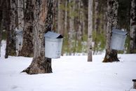 Metal buckets attached on maple trees trunks for sap collection in snowy winter forest
