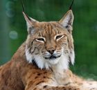 Brown Black and White Bobcat