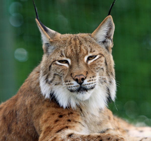 Lynx Photos, Download The BEST Free Lynx Stock Photos & HD Images