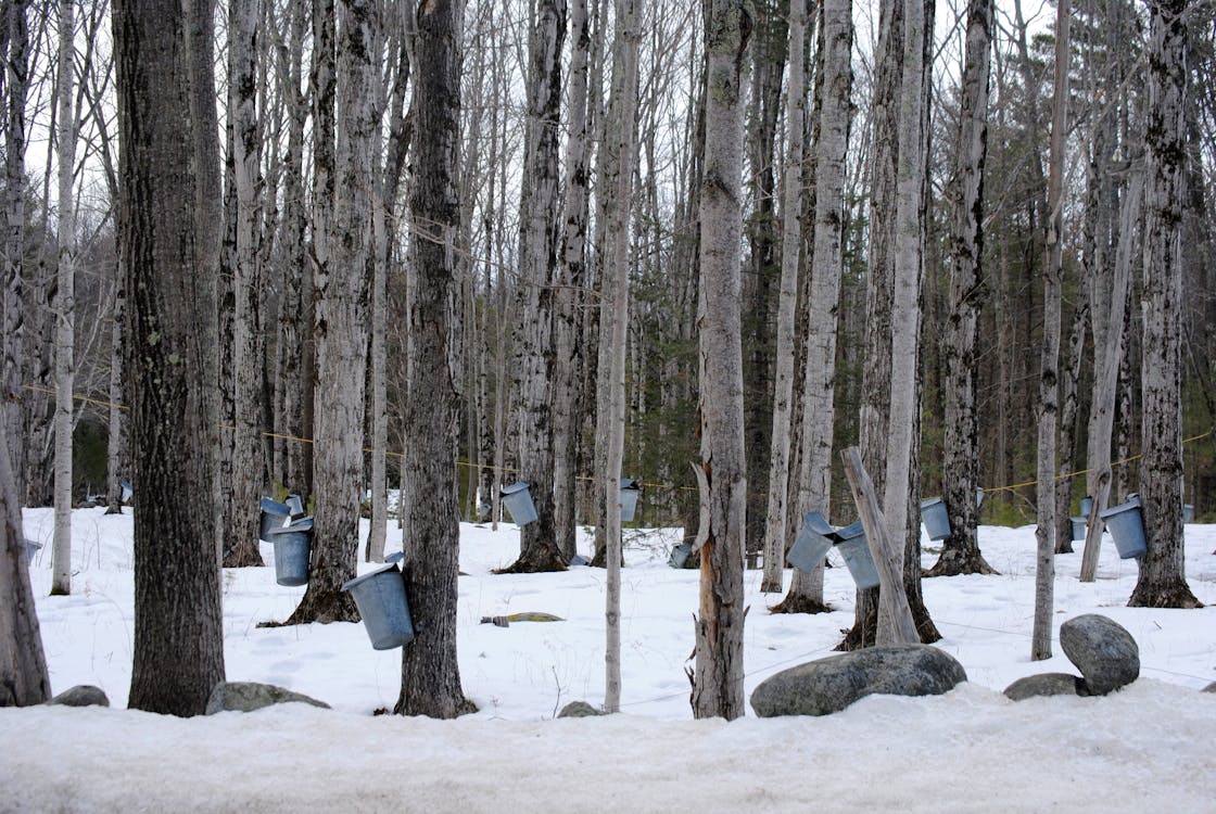 Free Maple forest with buckets attached to trees in winter Stock Photo