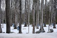 Maple forest with buckets attached to trees in winter