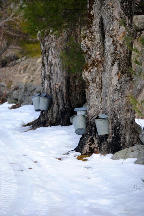 Buckets attached to maple trees trunks for sap collection in snowy cold woods