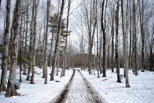 Rural road through winter maple forest with buckets on trunks