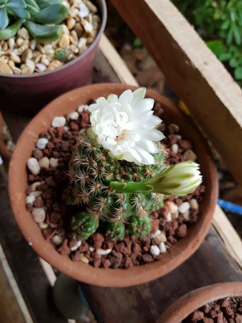 Fotos de stock gratuitas de cactus, flor, floración