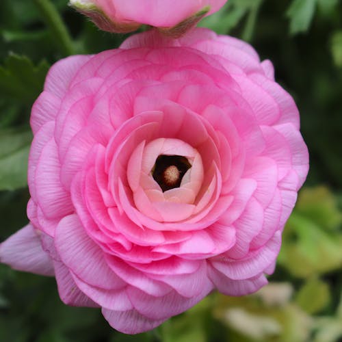 Kostenloses Stock Foto zu blume, blumenphotographie, schöne blume