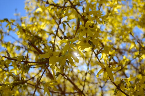 Ingyenes stockfotó forsythia, gyönyörű virágok, virág háttér témában