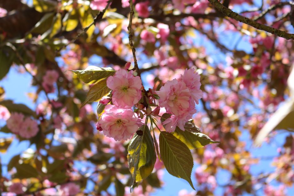 Close-up of pink cherry blossoms on a sunny spring day with blue sky.