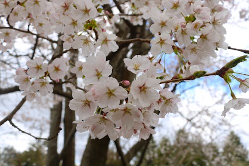 Kostenloses Stock Foto zu apfelblüte, blühende blumen, blühenden baum