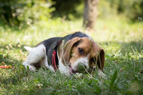 Free Cute little domestic dog of Beagle lying on fresh green grass on blurred background of nature Stock Photo