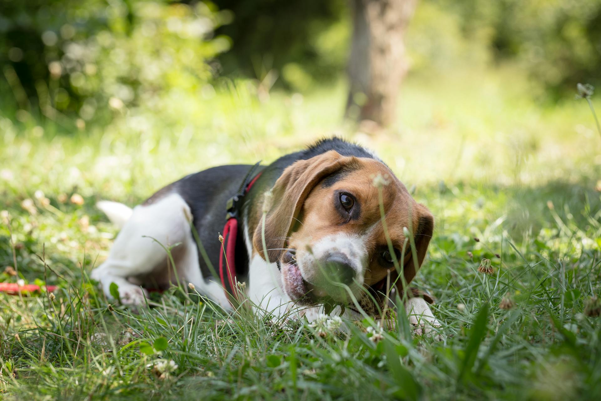 Adorable domestic dog of Beagle in dog collar lying on fresh green grass on blurred background of park