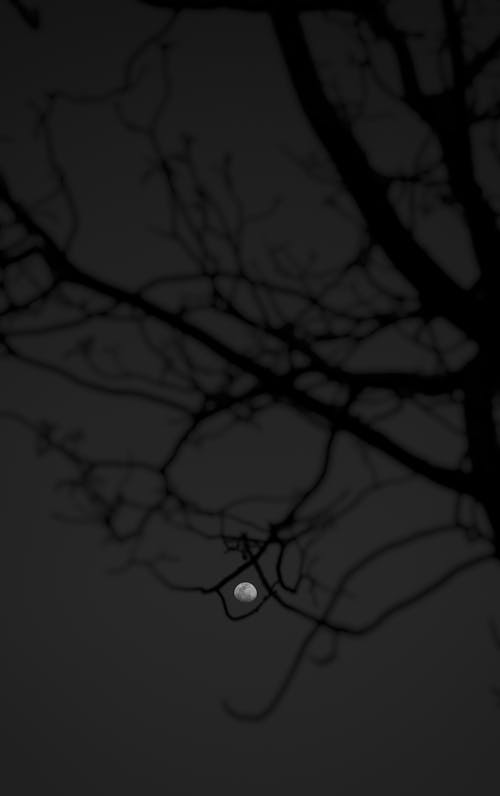 Free Black tree and shiny moon in twilight Stock Photo