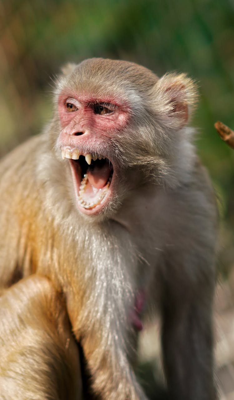 Wild Brown And White Monkey With Open Mouth