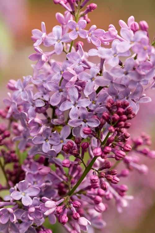 Free Blooming lilac with gentle flowers in garden Stock Photo