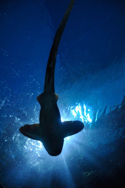 Unveiling the Shark blender Pro: Features That Stand Out