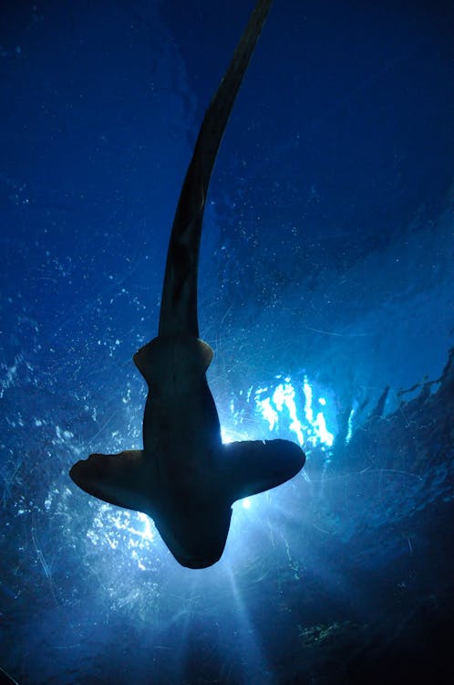 Black Long Tailed Fish on Body of Water