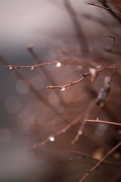 Wet branch of leafless tree in daylight