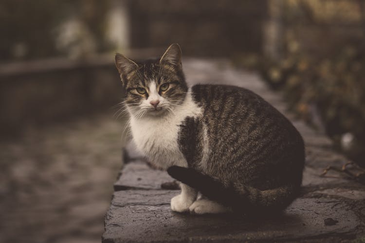 Domestic Cat Sitting On Stone Border On Street