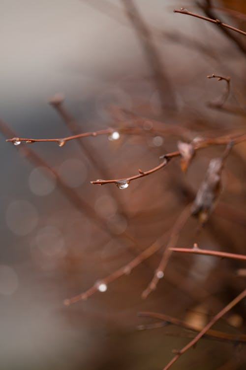 Branches of tree with raindrops