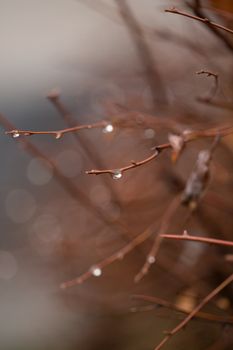 Closeup of thin leafless branches of bush with raindrops growing in nature in daytime against blurred background