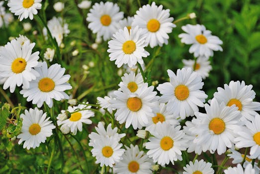 White Daisy Flower