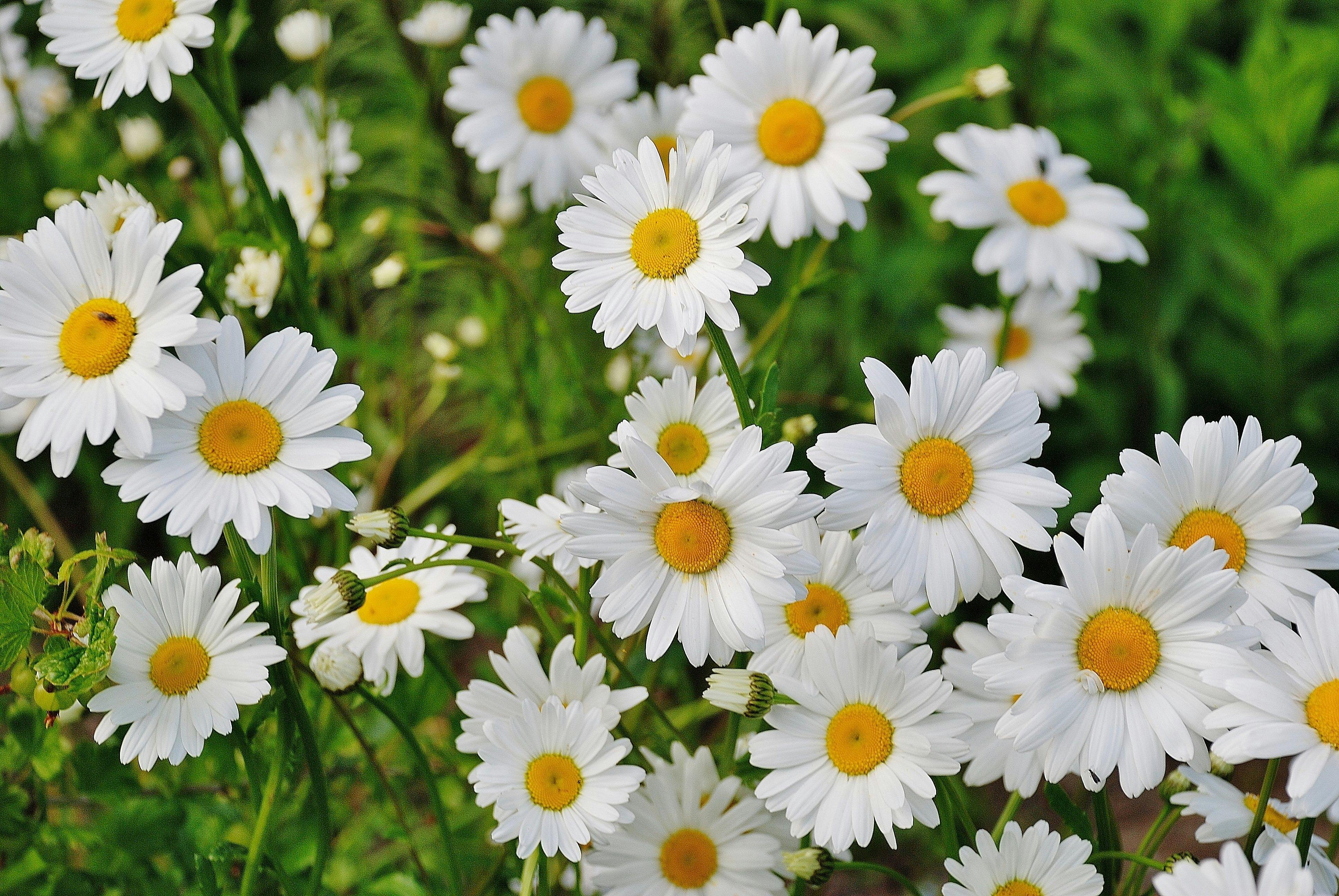 white daisies photography